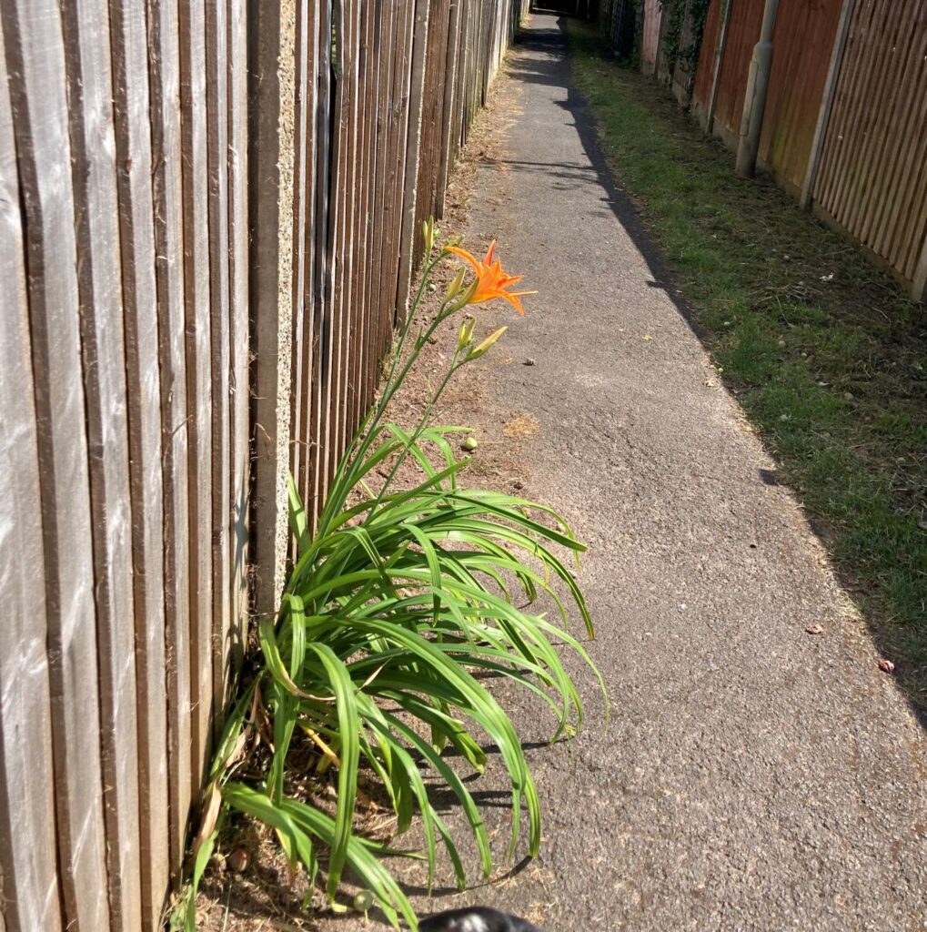 A cleared footpath with a single flower